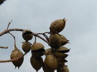 Paulownia tomentosa 5, Anna Paulownaboom, Saxifraga-Rutger Barendse