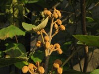 Paulownia tomentosa 6, Anna Paulownaboom, Saxifraga-Rutger Barendse
