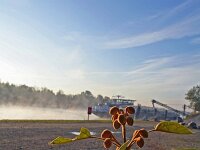 Paulownia tomentosa 7, Anna Paulownaboom, Saxifraga-Jeroen Willemsen