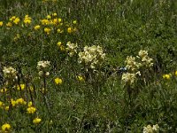 Pedicularis ascendens 2, Saxifraga-Willem van Kruijsbergen
