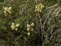 Pedicularis ascendens 3, Saxifraga-Willem van Kruijsbergen