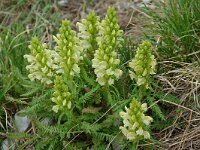 Pedicularis comosa 11, Saxifraga-Willem van Kruijsbergen