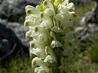 Pedicularis comosa 14, Saxifraga-Marijke Verhagen