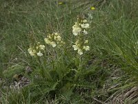 Pedicularis comosa 16, Saxifraga-Willem van Kruijsbergen