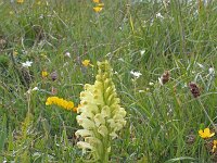 Pedicularis comosa 17, Saxifraga-Jeroen Willemsen