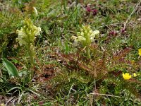 Pedicularis comosa 4, Saxifraga-Willem van Kruijsbergen