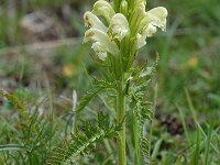 Pedicularis comosa 5, Saxifraga-Willem van Kruijsbergen