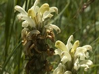 Pedicularis comosa 8, Saxifraga-Marijke Verhagen