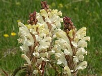Pedicularis comosa ssp comosa 18, Saxifraga-Harry Jans