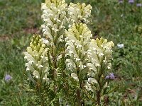 Pedicularis comosa ssp comosa 19, Saxifraga-Harry Jans