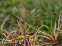 Pedicularis flammea 1, Saxifraga-Jeroen Willemsen
