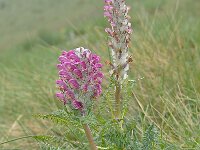 Pedicularis federici-augusti 9, Saxifraga-Harry Jans