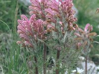 Pedicularis friderici-augusti 2, Saxifraga-Eugen Schaub