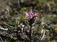Pedicularis hirsuta 2, Saxifraga-Dirk Hilbers