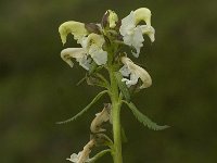 Pedicularis lapponica 10, Saxifraga-Jan van der Straaten