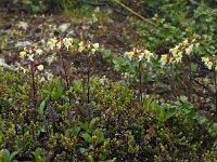 Pedicularis lapponica 13, Saxifraga-Hans Dekker