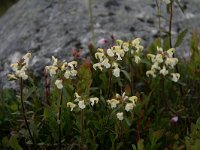 Pedicularis lapponica 7, Saxifraga-Dirk Hilbers