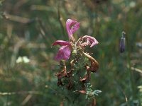 Pedicularis mixta