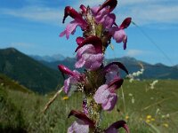 Pedicularis mixta 2, Saxifraga-Ed Stikvoort : Posada de Valdeón - Espinama s9900