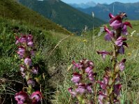 Pedicularis mixta 4, Saxifraga-Ed Stikvoort : Posada de Valdeón - Espinama s9900