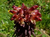 Pedicularis recutita 5, Saxifraga-Ed Stikvoort