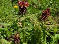 Pedicularis recutita 6, Saxifraga-Ed Stikvoort
