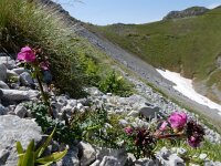 Pedicularis rostratocapitata 6, Saxifraga-Ed Stikvoort