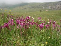 Pedicularis rostratospicata 3, Saxifraga-Harry Jans