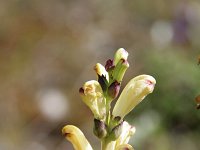 Pedicularis sceptrum-carolinum 1, Saxifraga-Dirk Hilbers