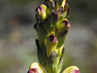 Pedicularis sceptrum-carolinum 11, Saxigfraga-Hans Dekker