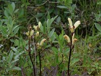 Pedicularis sceptrum-carolinum 3, Saxifraga-Dirk Hilbers