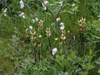 Pedicularis sceptrum-carolinum 4, Saxifraga-Dirk Hilbers