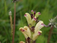 Pedicularis sceptrum-carolinum 5, Saxifraga-Dirk Hilbers