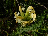 Pedicularis tuberosa 11, Saxifraga-Ed Stikvoort