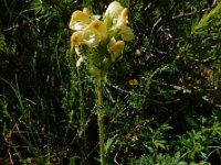Pedicularis tuberosa 9, Saxifraga-Ed Stikvoort