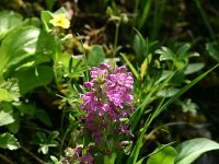 Pedicularis verticillata 10, Saxifraga-Dirk Hilbers