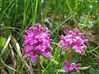 Pedicularis verticillata 11, Saxifraga-Jeroen Willemsen