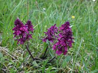 Pedicularis verticillata 13, Saxifraga-Jeroen Willemsen