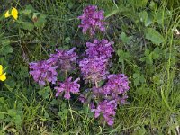 Pedicularis verticillata 5, Saxifraga-Willem van Kruijsbergen
