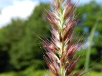 Pennisetum flaccidum 2, Slank lampenpoetsergras, Saxifraga-Rutger Barendse
