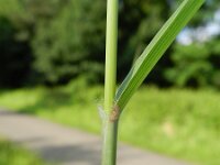 Pennisetum flaccidum 4, Slank lampenpoetsergras, Saxifraga-Rutger Barendse