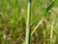 Pennisetum flaccidum 8, Slank lampenpoetsergras, Saxifraga-Rutger Barendse