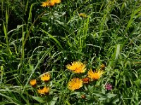 Pentanema asperum 7, Saxifraga-Ed Stikvoort