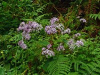 Pericallis papyracea 2, Saxifraga-Hans Grotenhuis