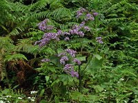 Pericallis papyracea 4, Saxifraga-Hans Grotenhuis