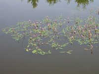 Persicaria amphibia 2, Veenwortel, Saxifraga-Peter Meininger