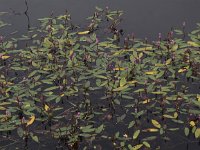 Persicaria amphibia 3, Veenwortel, Saxifraga-Peter Meininger