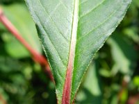 Persicaria lapathifolia 11, Beklierde duizendknoop, Saxifraga-Rutger Barendse