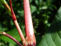 Persicaria lapathifolia 12, Beklierde duizendknoop, Saxifraga-Rutger Barendse