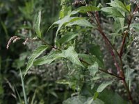 Persicaria lapathifolia 4, Beklierde duizendknoop, Saxifraga-Peter Meininger